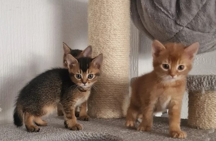 Abessinierkätzchen zu verkaufen