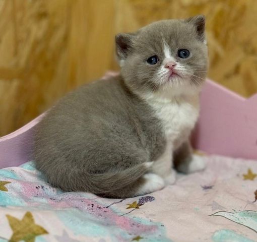 Weibliche Scottish-Fold-Katze zu verkaufen