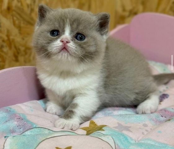 Weibliche Scottish-Fold-Katze zu verkaufen