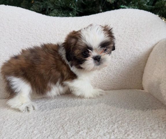 Shih-Tzu-Welpen abzugeben