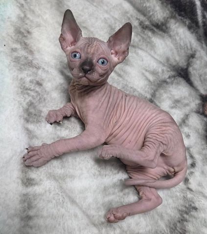 Verspielte Sphynx-Katzen abzugeben