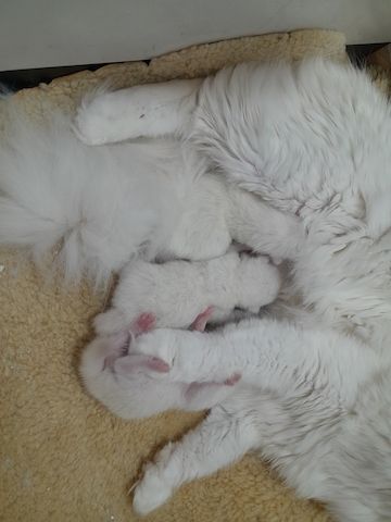 Maine Coon Mama 100% BKH Papa 100% 2 Jungs Weiss 1 Mädchen Weiss mit 2 kleinen flecken
