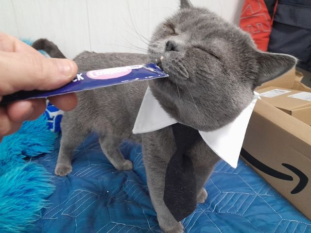 Maine Coon Mama 100% BKH Papa 100% 2 Jungs Weiss 1 Mädchen Weiss mit 2 kleinen flecken