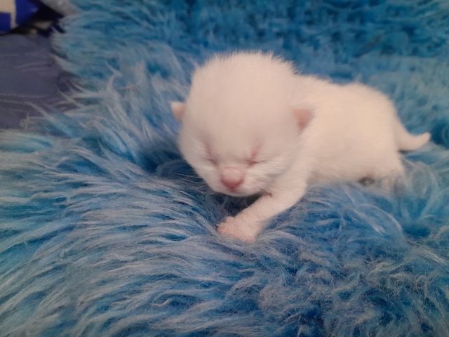 Maine Coon Mama 100% BKH Papa 100% 2 Jungs Weiss 1 Mädchen Weiss mit 2 kleinen flecken