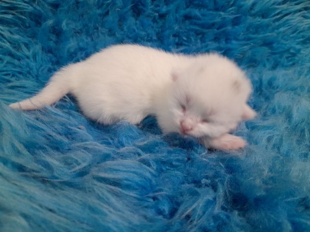 Maine Coon Mama 100% BKH Papa 100% 2 Jungs Weiss 1 Mädchen Weiss mit 2 kleinen flecken