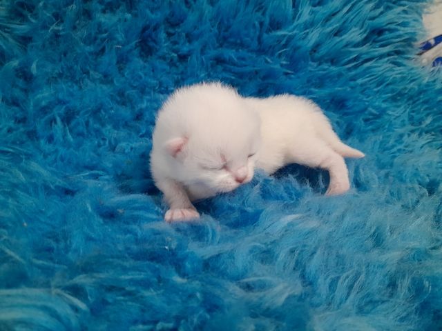 Maine Coon Mama 100% BKH Papa 100% 2 Jungs Weiss 1 Mädchen Weiss mit 2 kleinen flecken