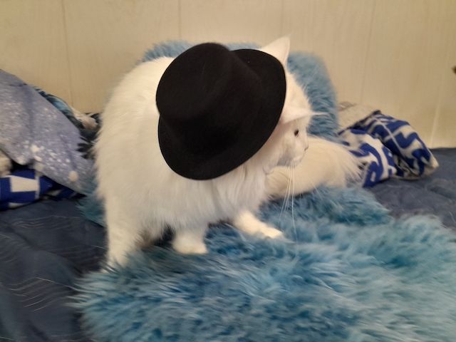 Maine Coon Mama 100% BKH Papa 100% 2 Jungs Weiss 1 Mädchen Weiss mit 2 kleinen flecken