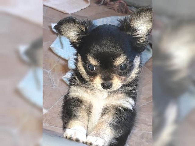 Sehr schöner Chihuahua Welpe zu verkaufen !