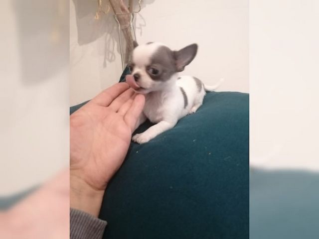 Sehr schöner Chihuahua Welpe zu verkaufen !