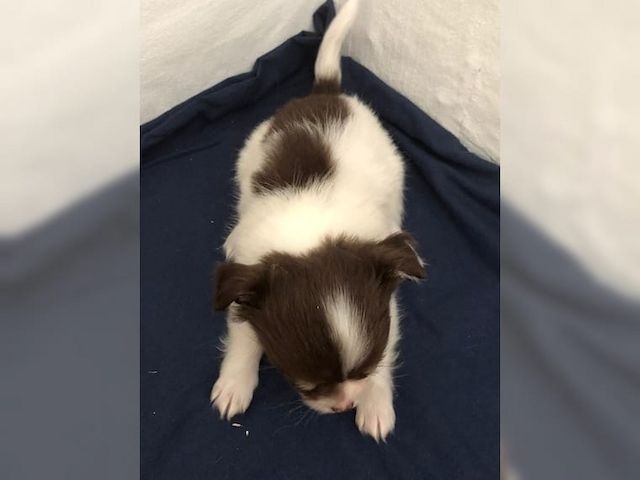 Sehr schöner Chihuahua Welpe zu verkaufen !