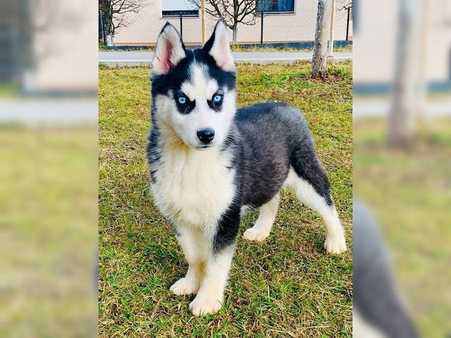 Wunderschöne Husky Welpen zu verkaufen