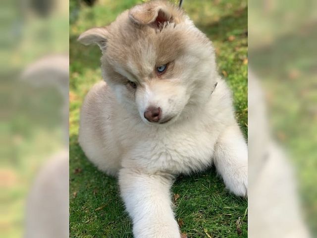 Wunderschöne Husky Welpen zu verkaufen
