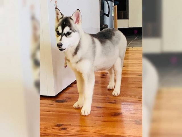 Wunderschöne Husky Welpen zu verkaufen