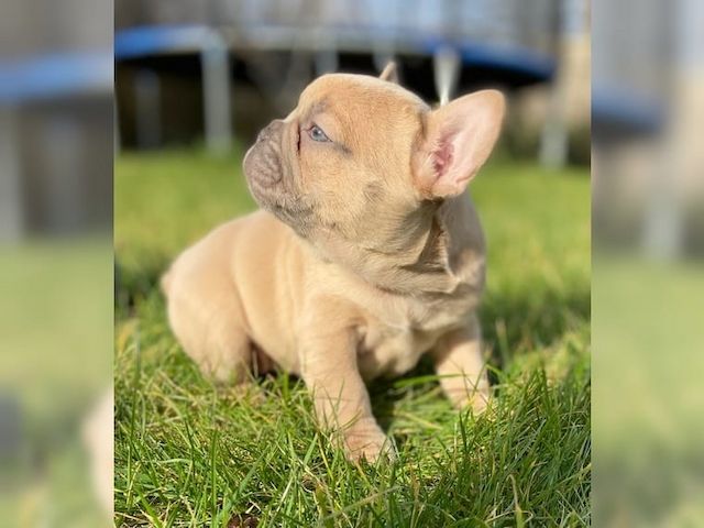 Wunderschöne Französische Bulldoge Rüden Verkaufen