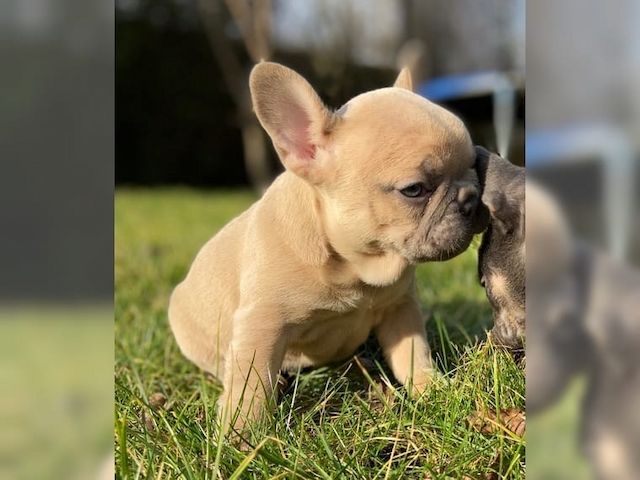 Wunderschöne Französische Bulldoge Rüden Verkaufen