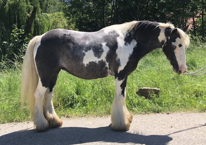 Hübsche junge Tinker Stute