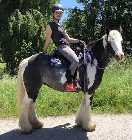 Hübsche junge Tinker Stute