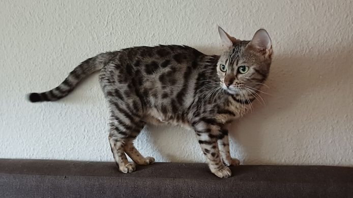 Bengal-Mix