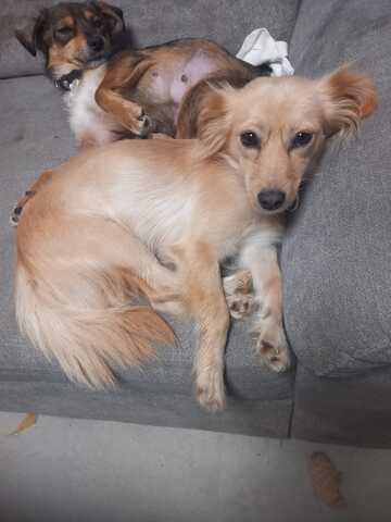 Kira sucht ihren Menschen