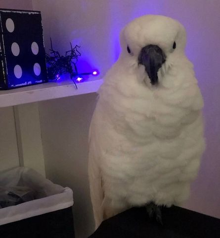 Zerzauste Kakadus zu verkaufen