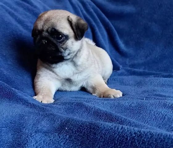 Mops-Welpen (2 Rüden und 1 Hündin) suchen noch ein Zuhause.