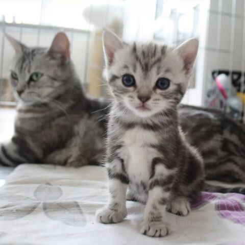 Europäische Kurzhaarkätzchen