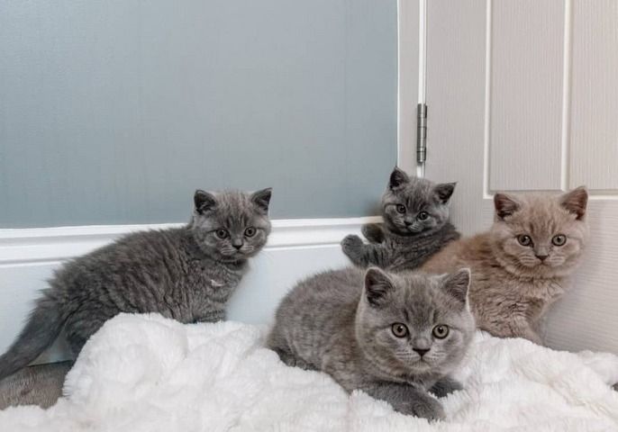 Britische Kurzhaar-Kätzchen zur Adoption