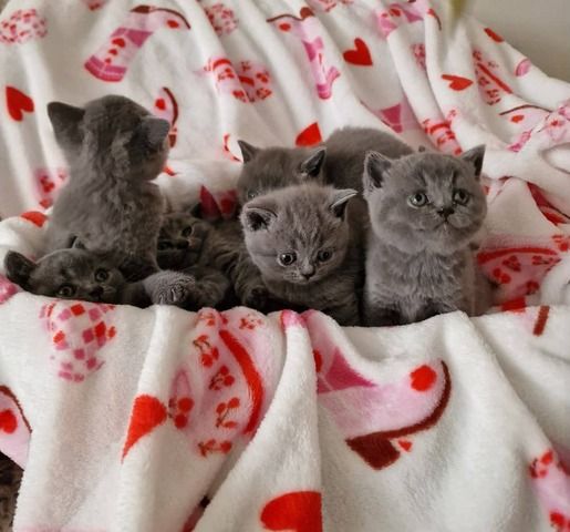 Britisch Kurzhaar-Wurf