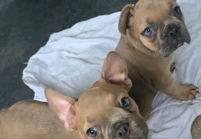 Französische Bulldogge