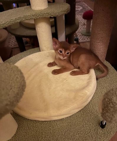 Zwei Abessinierkätzchen!!!