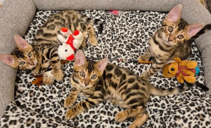 Bengal-Kätzchen – Reservierungen ab sofort möglich