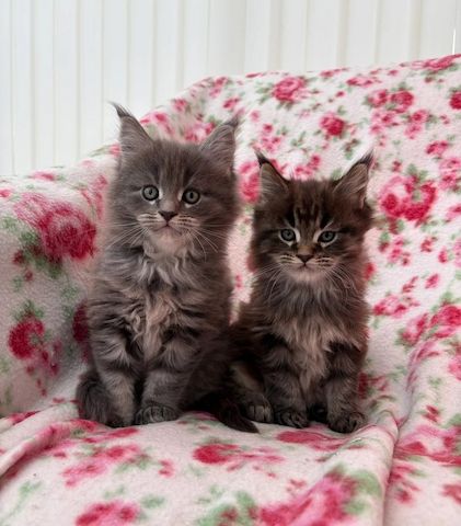 Zwei bezaubernde Maine-Coon-Kätzchen