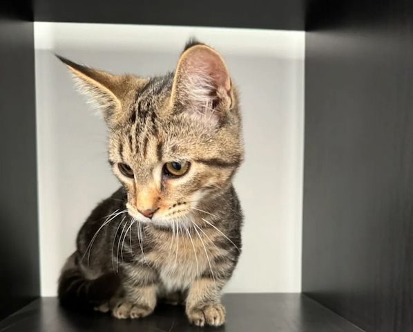 Vermittlung von Munchkin-Kätzchen