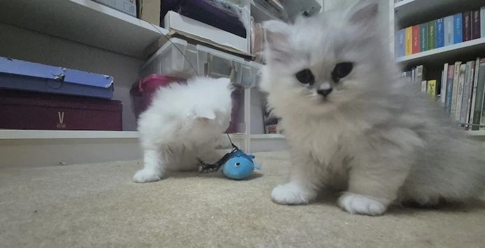 Perser-Chinchilla-Kätzchen suchen ein liebevolles Zuhause! 🐾