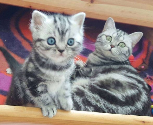 BKH-Kitten mit dem Stammbaum