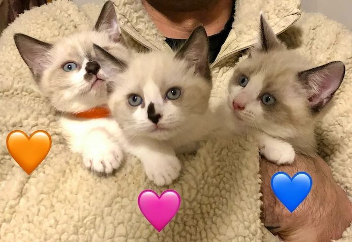 Ragdoll-Kätzchen zu verkaufen