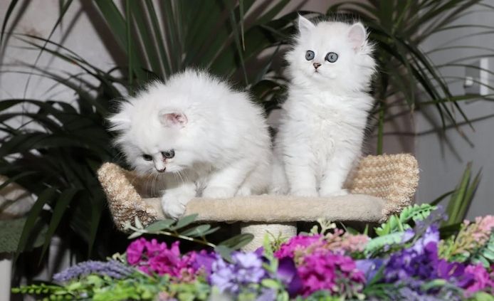 wunderschöne Chinchilla-Perserkatze