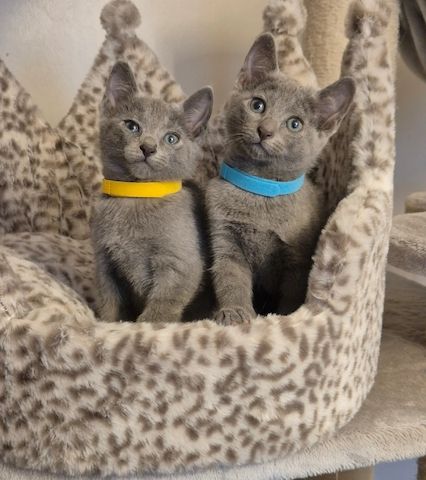 Russisch Blau Katzen