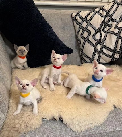 Wunderschöne Siamkätzchen