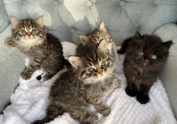 Sibirische Kätzchen zu verkaufen