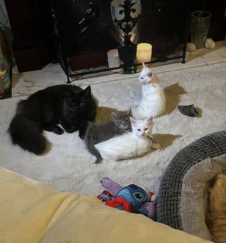 Zwei Türkisch Angorakatzen