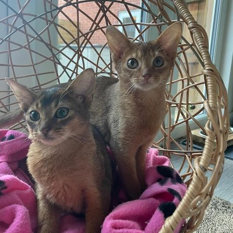 Abessinier-Kätzchen abzugeben