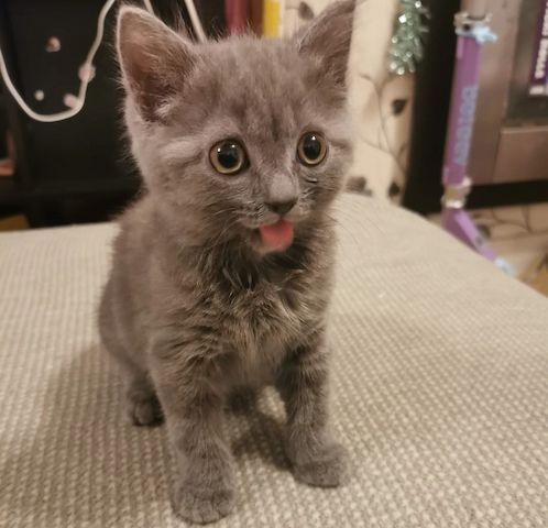 Britisch-Kurzhaar-Kätzchen