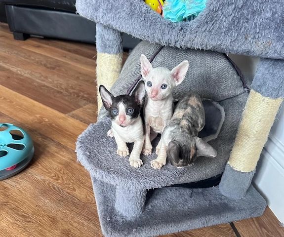 Drei bezaubernde Cornish Rex-Kätzchen