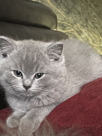 3 Britische kitten suchen ein neues Zuhause