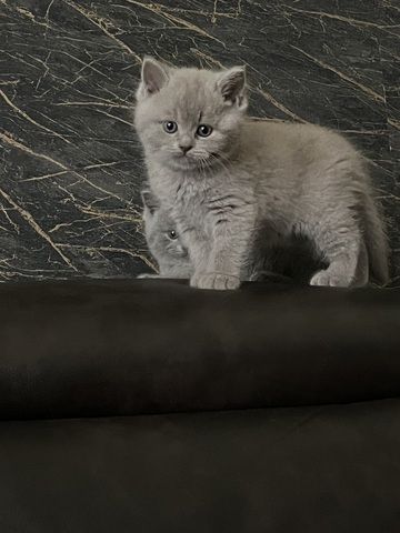 3 Britische kitten suchen ein neues Zuhause