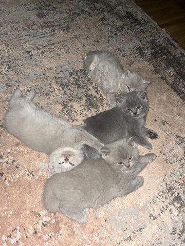 3 Britische kitten suchen ein neues Zuhause