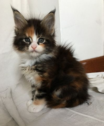 Maine Coon Kitten mit Stammbaum