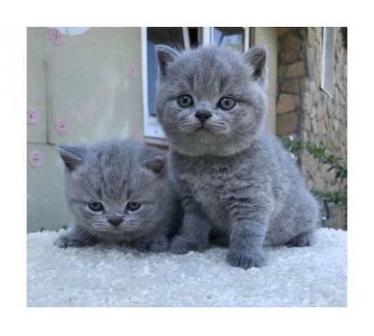Britisch Kurzhaar Kätzchen zu verkaufen