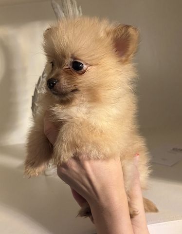 Niedliche Pomeranian-Welpen zu verkaufen